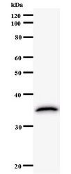 ATF3 Antibody - Western blot of immunized recombinant protein using ATF3 antibody.