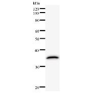 ATF3 Antibody - Western blot analysis of immunized recombinant protein, using anti-ATF3 monoclonal antibody.
