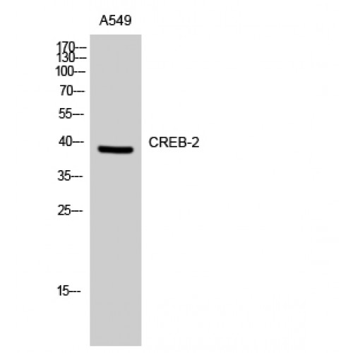 ATF4 Antibody - Western blot of CREB-2 antibody