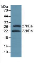 ATF4 Antibody - Western Blot; Sample: Recombinant ATF4, Mouse.