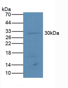 ATF4 Antibody - Western Blot; Sample: Mouse Lung Tissue.