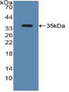 ATF4 Antibody - Western Blot; Sample: Recombinant ATF4, Human.