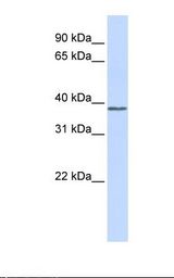 ATF4 Antibody - Fetal muscle lysate. Antibody concentration: 1.0 ug/ml. Gel concentration: 12%.  This image was taken for the unconjugated form of this product. Other forms have not been tested.