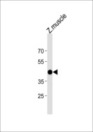 ATF4 Antibody - DANREatf4 Antibody western blot of zebra fish muscle tissue lysates (35 ug/lane). The DANREatf4 antibody detected the DANREatf4 protein (arrow).