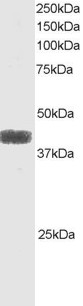 ATF4 Antibody - Antibody staining (1 ug/ml) of Raji lysate (RIPA buffer, 35 ug total protein per lane). Primary incubated for 1 hour. Detected by Western blot of chemiluminescence.