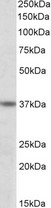 ATF4 Antibody - Goat Anti-ATF4 Antibody (0.3µg/ml) staining of lysate of cell line K562 (35µg protein in RIPA buffer). Detected by chemiluminescencence.