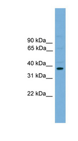 ATF4 Antibody - ATF4 antibody Western blot of Mouse Brain lysate. This image was taken for the unconjugated form of this product. Other forms have not been tested.