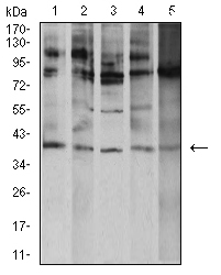 ATF4 Antibody - Western blot analysis using ATF4 mouse mAb against K562 (1), A431 (2), Hela (3), HEK293 (4), and Ramos (5) cell lysate.