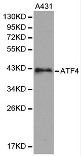 ATF4 Antibody - West ernBlot(WB) analysis of ATF4 pAb in extracts from A431 cells.