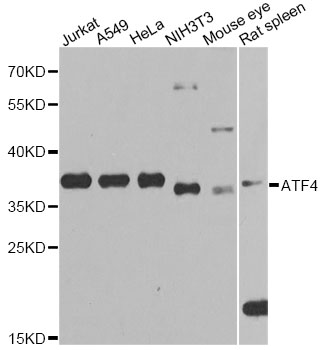 ATF4 Antibody - Western blot analysis of extracts of various cell lines, using ATF4 antibody at 1:1000 dilution. The secondary antibody used was an HRP Goat Anti-Rabbit IgG (H+L) at 1:10000 dilution. Lysates were loaded 25ug per lane and 3% nonfat dry milk in TBST was used for blocking. An ECL Kit was used for detection and the exposure time was 60s.