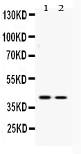 ATF4 Antibody - Western blot - Anti-ATF4 Picoband Antibody
