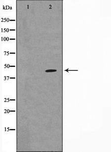 ATF4 Antibody - Western blot analysis of ATF4 expression in A549 cells. The lane on the left is treated with the antigen-specific peptide.
