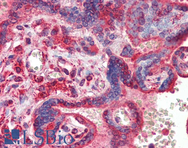 ATF4 Antibody - Anti-ATF4 antibody IHC of human placenta. Immunohistochemistry of formalin-fixed, paraffin-embedded tissue after heat-induced antigen retrieval. Antibody concentration 5 ug/ml.  This image was taken for the unconjugated form of this product. Other forms have not been tested.