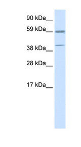 ATF4 Antibody - ATF4 antibody Western blot of NIH/3T3 cell lysate. This image was taken for the unconjugated form of this product. Other forms have not been tested.