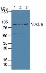 ATF6 Antibody - Western Blot; Sample: Lane1: Human Hela Cells; Lane2: Human MCF-7 Cells; Lane3: Human Jurkat Cells.