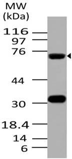 ATF6 Antibody - Fig-1: Expression analysis of ATF6. Anti-ATF6 antibody was used at 2 µg/ml on K562 lysate.