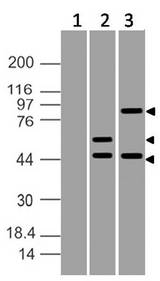 ATF6 Antibody - Fig-3: Expression analysis of ATF6. Anti-ATF6 antibody was used at 2 µg/ml on (1) Blank plasmid transfected HEK293 cells, (2) Partial length ATF6 plasmid transfected HEK293 cells and (3) Fulll length ATF6 plasmid transfected HEK293 cells.