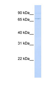 ATF6 Antibody - ATF6 antibody Western blot of HeLa lysate. This image was taken for the unconjugated form of this product. Other forms have not been tested.