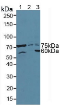 ATF6 Antibody - Western Blot; Sample: Lane1: Mouse Pancreas Tissue; Lane2: Human Hela Cells; Lane3: Human 293T Cells.