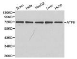 ATF6 Antibody - West ernBlot(WB) analysis of ATF6 pAb in extracts from mouse brain tissue, Hela, HepG2, mouse liver tissue and HL60 cells.