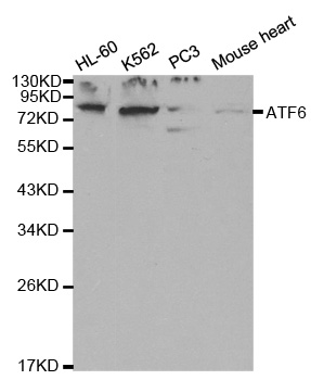 ATF6 Antibody - Western blot analysis of extracts of various cell lines, using ATF6 antibody at 1:1000 dilution. The secondary antibody used was an HRP Goat Anti-Rabbit IgG (H+L) at 1:10000 dilution. Lysates were loaded 25ug per lane and 3% nonfat dry milk in TBST was used for blocking.