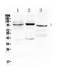 ATF6 Antibody - Western blot - Anti-ATF6 Picoband Antibody
