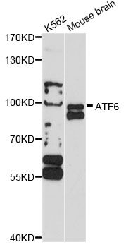 ATF6 Antibody - Western blot analysis of extracts of various cell lines, using ATF6 antibody at 1:1000 dilution. The secondary antibody used was an HRP Goat Anti-Rabbit IgG (H+L) at 1:10000 dilution. Lysates were loaded 25ug per lane and 3% nonfat dry milk in TBST was used for blocking. An ECL Kit was used for detection and the exposure time was 60s.