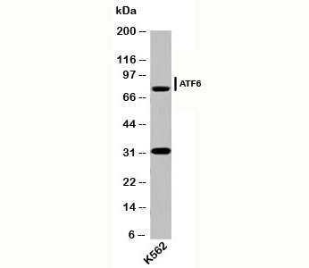 ATF6 Antibody - ATF6 antibody AF6229 western blot of human samples