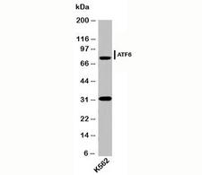 ATF6 Antibody - ATF6 antibody AF6229 western blot of human samples