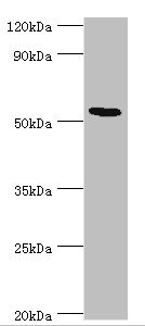 ATF7 Antibody - Western blot All lanes: ATF7 antibody at 12µg/ml + Hela whole cell lysate Secondary Goat polyclonal to rabbit IgG at 1/10000 dilution Predicted band size: 53, 50, 51, 34, 14, 52 kDa Observed band size: 53 kDa