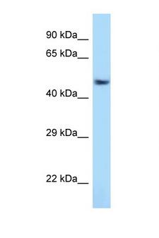ATF7 Antibody - ATF7 antibody Western blot of Rat Lung lysate. Antibody concentration 1 ug/ml.  This image was taken for the unconjugated form of this product. Other forms have not been tested.