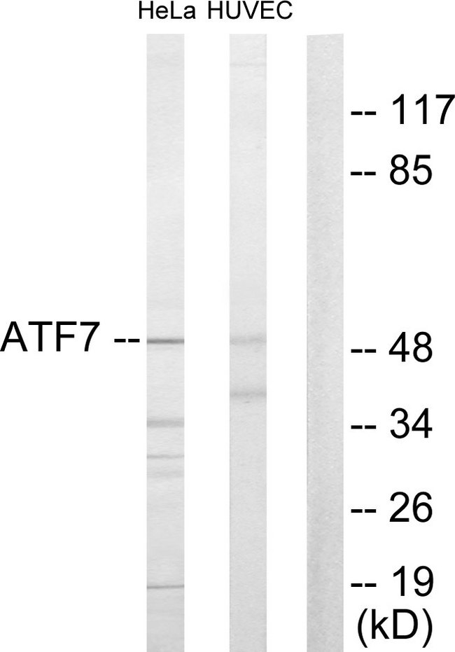 ATF7 Antibody - Western blot analysis of lysates from HeLa and HUVEC cells, using ATF7 Antibody. The lane on the right is blocked with the synthesized peptide.