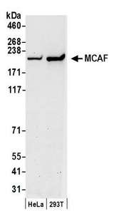 ATF7IP / MCAF1 Antibody - Detection of human MCAF by western blot. Samples: Whole cell lysate (50 µg) from HeLa and HEK293T cells prepared using NETN lysis buffer. Antibody: Affinity purified rabbit anti-MCAF antibody used for WB at 0.05 µg/ml. Detection: Chemiluminescence with an exposure time of 30 seconds.