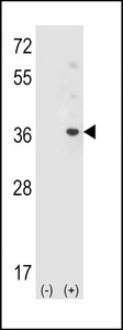ATG10 Antibody - Western blot of APG10L (arrow) using rabbit polyclonal APG10L Antibody (C-term S116). 293 cell lysates (2 ug/lane) either nontransfected (Lane 1) or transiently transfected (Lane 2) with the APG10L gene.