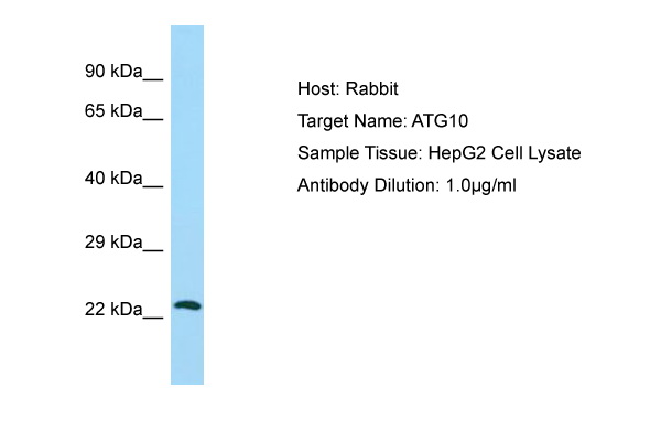 ATG10 Antibody -  This image was taken for the unconjugated form of this product. Other forms have not been tested.