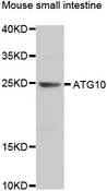 ATG10 Antibody - Western blot analysis of extracts of mouse small intestine.