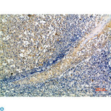 ATG10 Antibody - Immunohistochemical analysis of paraffin-embedded human-tonsil, antibody was diluted at 1:200.