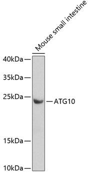ATG10 Antibody - Western blot analysis of extracts of mouse small intestine using ATG10 Polyclonal Antibody at dilution of 1:1000.