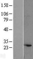ATG10 Protein - Western validation with an anti-DDK antibody * L: Control HEK293 lysate R: Over-expression lysate
