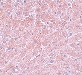 ATG101 Antibody - Immunohistochemistry of formalin-fixed, paraffin-embedded mouse liver stained with Rabbit anti-Human ATG101 following heat mediated antigen retrieval using sodium citrate buffer (pH6.0)
