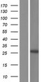 ATG101 Protein - Western validation with an anti-DDK antibody * L: Control HEK293 lysate R: Over-expression lysate