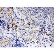 ATG14 Antibody - ATG14L antibody IHC-paraffin. IHC(P): Rat Spleen Tissue.