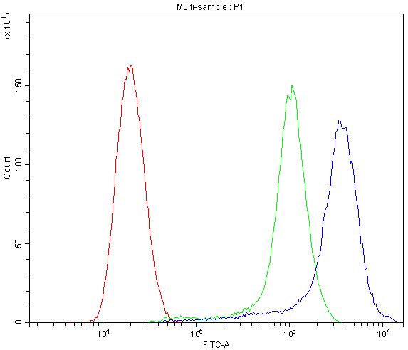 ATG14 Antibody - Flow Cytometry analysis of SiHa cells using anti-ATG14L antibody. Overlay histogram showing SiHa cells stained with anti-ATG14L antibody (Blue line). The cells were blocked with 10% normal goat serum. And then incubated with rabbit anti-ATG14L Antibody (1µg/10E6 cells) for 30 min at 20°C. DyLight®488 conjugated goat anti-rabbit IgG (5-10µg/10E6 cells) was used as secondary antibody for 30 minutes at 20°C. Isotype control antibody (Green line) was rabbit IgG (1µg/10E6 cells) used under the same conditions. Unlabelled sample (Red line) was also used as a control.