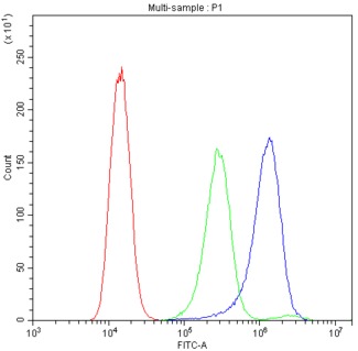 ATG14 Antibody - Flow Cytometry analysis of A431 cells using anti-ATG14L antibody. Overlay histogram showing A431 cells stained with anti-ATG14L antibody (Blue line). The cells were blocked with 10% normal goat serum. And then incubated with rabbit anti-ATG14L Antibody (1µg/10E6 cells) for 30 min at 20°C. DyLight®488 conjugated goat anti-rabbit IgG (5-10µg/10E6 cells) was used as secondary antibody for 30 minutes at 20°C. Isotype control antibody (Green line) was rabbit IgG (1µg/10E6 cells) used under the same conditions. Unlabelled sample (Red line) was also used as a control.