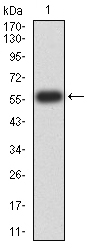 ATG14 Antibody - Western blot analysis using ATG14L mAb against human ATG14L (AA: 43-303) recombinant protein. (Expected MW is 56.4 kDa)