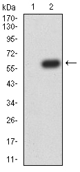 ATG14 Antibody - Western blot analysis using ATG14L mAb against HEK293 (1) and ATG14L (AA: 43-303)-hIgGFc transfected HEK293 (2) cell lysate.