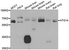 ATG14 Antibody - Western blot analysis of extracts of various cell lines.