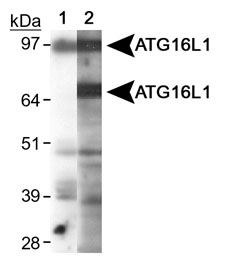 ATG16L1 / ATG16L Antibody - Detection of ATG16L1. Lane 1: NIH/3T3 Lane 2: HeLa.  This image was taken for the unconjugated form of this product. Other forms have not been tested.