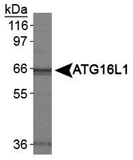 ATG16L1 / ATG16L Antibody - ATG16L1 Antibody - Western blot of ATG16L1 in HeLa whole cell extracts.  This image was taken for the unconjugated form of this product. Other forms have not been tested.