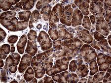 ATG16L1 / ATG16L Antibody - Immunohistochemical staining of paraffin-embedded Human pancreas tissue within the normal limits using anti-ATG16L1 mouse monoclonal antibody. (Heat-induced epitope retrieval by 1mM EDTA in 10mM Tris buffer. (pH8.5) at 120°C for 3 min. (1:2000)